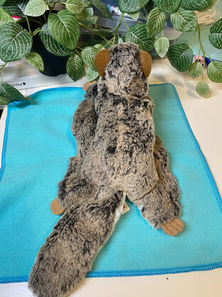 douglas jumper flying squirrel