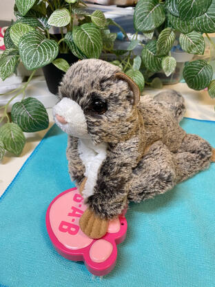 douglas jumper flying squirrel