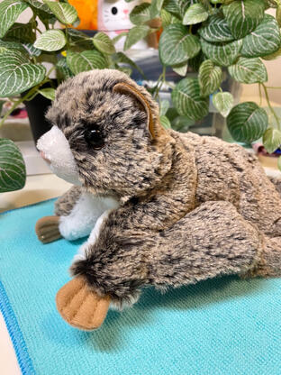 douglas jumper flying squirrel